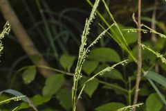 Eastern mannagrass, Glyceria septentrionalis