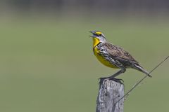 Eastern Meadowlark, Sturnella magna