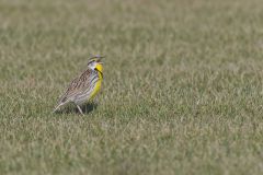 Eastern Meadowlark, Sturnella magna