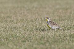 Eastern Meadowlark, Sturnella magna