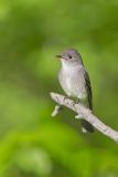 Eastern Peewee, Contopus virens