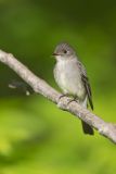 Eastern Peewee, Contopus virens