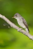 Eastern Peewee, Contopus virens