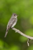 Eastern Peewee, Contopus virens