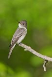 Eastern Peewee, Contopus virens