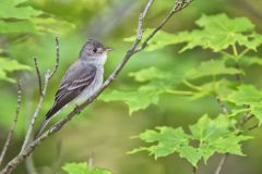Eastern Peewee, Contopus virens