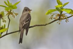 Eastern Peewee, Contopus virens