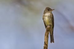 Eastern Peewee, Contopus virens