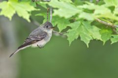 Eastern Peewee, Contopus virens