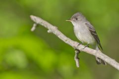 Eastern Peewee, Contopus virens