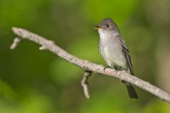 Eastern Peewee, Contopus virens