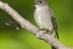 Eastern Peewee, Contopus virens