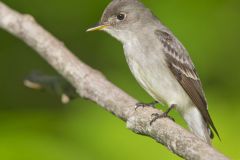 Eastern Peewee, Contopus virens