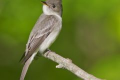 Eastern Peewee, Contopus virens