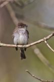 Eastern Phoebe, Sayornis phoebe