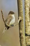 Eastern Phoebe, Sayornis phoebe