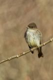Eastern Phoebe, Sayornis phoebe