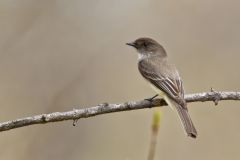Eastern Phoebe, Sayornis phoebe