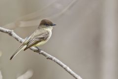 Eastern Phoebe, Sayornis phoebe