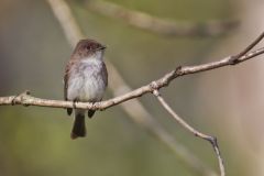 Eastern Phoebe, Sayornis phoebe