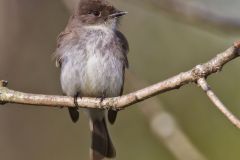 Eastern Phoebe, Sayornis phoebe