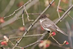 Eastern Phoebe, Sayornis phoebe