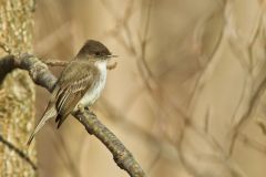 Eastern Phoebe, Sayornis phoebe