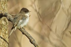 Eastern Phoebe, Sayornis phoebe