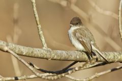 Eastern Phoebe, Sayornis phoebe