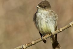 Eastern Phoebe, Sayornis phoebe
