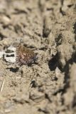 Eastern Pine Elfin, Callophrys niphon