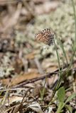 Eastern Pine Elfin, Callophrys niphon