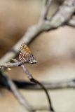 Eastern Pine Elfin, Callophrys niphon