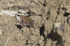 Eastern Pine Elfin, Callophrys niphon