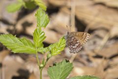 Eastern Pine Elfin, Callophrys niphon