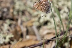 Eastern Pine Elfin, Callophrys niphon