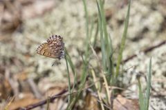 Eastern Pine Elfin, Callophrys niphon