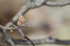 Eastern Pine Elfin, Callophrys niphon