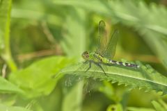 Eastern Pondhawk