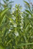 Eastern Prairie Fringed Orchid, Platanthera leucophaea