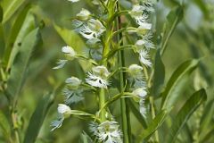 Eastern Prairie Fringed Orchid
