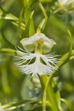 Eastern Prairie Fringed Orchid, Platanthera leucophaea