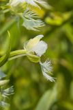 Eastern Prairie Fringed Orchid, Platanthera leucophaea