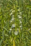 Eastern Prairie Fringed Orchid, Platanthera leucophaea