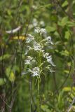 Eastern Prairie Fringed Orchid, Platanthera leucophaea