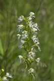 Eastern Prairie Fringed Orchid, Platanthera leucophaea