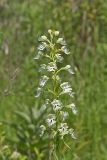 Eastern Prairie Fringed Orchid, Platanthera leucophaea