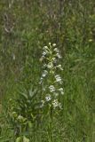 Eastern Prairie Fringed Orchid, Platanthera leucophaea