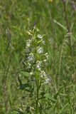 Eastern Prairie Fringed Orchid, Platanthera leucophaea