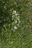Eastern Prairie Fringed Orchid, Platanthera leucophaea
